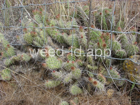 pricklypear, plains